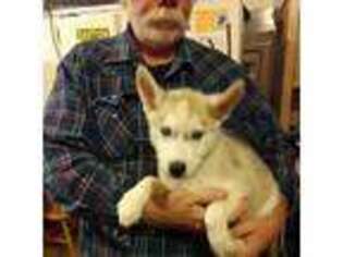 Siberian Husky Puppy for sale in Buena Vista, GA, USA