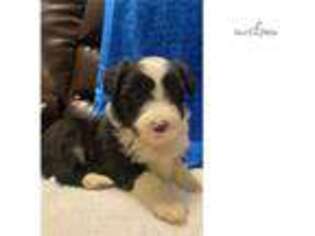 Bearded Collie Puppy for sale in Jacksonville, FL, USA