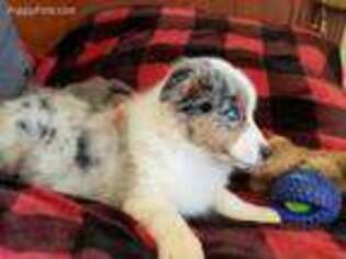 Australian Shepherd Puppy for sale in Tucson, AZ, USA