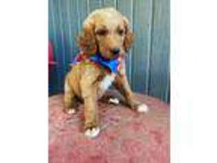 Goldendoodle Puppy for sale in Greenwood, AR, USA