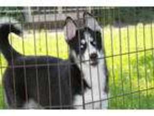 Siberian Husky Puppy for sale in Goldfield, IA, USA