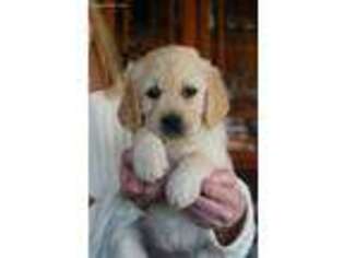 Mutt Puppy for sale in South Salem, NY, USA