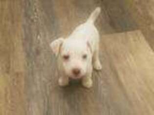 Jack Russell Terrier Puppy for sale in Johnstown, CO, USA