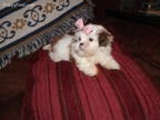 Lhasa Apso Puppy for sale in Centerville, TN, USA