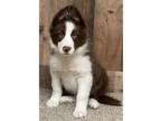 Border Collie Puppy for sale in Oakdale, CA, USA