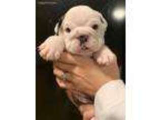 Bulldog Puppy for sale in Bethel Park, PA, USA