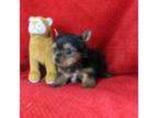 Yorkshire Terrier Puppy for sale in Butler, MO, USA