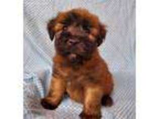 Soft Coated Wheaten Terrier Puppy for sale in Ulman, MO, USA