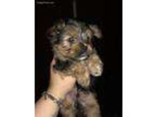 Yorkshire Terrier Puppy for sale in Mineral Wells, TX, USA