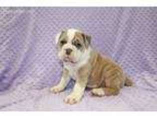 Bulldog Puppy for sale in Joice, IA, USA