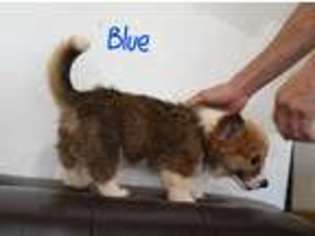 Pembroke Welsh Corgi Puppy for sale in Westminster, CA, USA