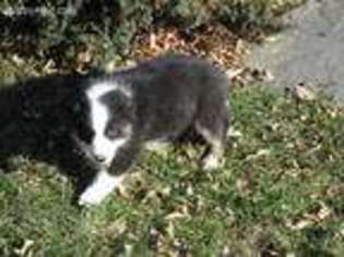 Border Collie Puppy for sale in Glencoe, MN, USA