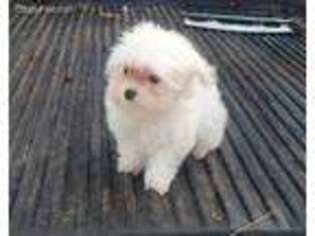 Maltese Puppy for sale in Fruitvale, TX, USA