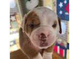 American Bulldog Puppy for sale in Watertown, WI, USA