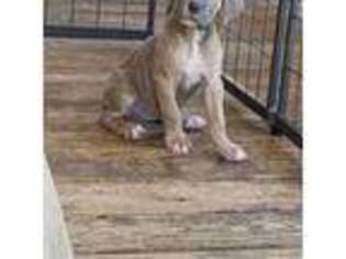 Cane Corso Puppy for sale in Huntsville, AL, USA