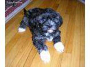 Cavachon Puppy for sale in Minneapolis, MN, USA