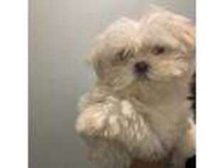 Maltese Puppy for sale in Berwyn, IL, USA