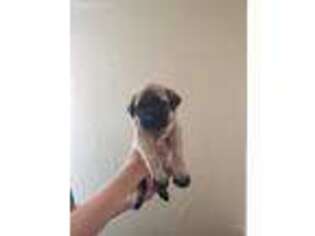 Mastiff Puppy for sale in Marshall, TX, USA