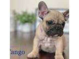 French Bulldog Puppy for sale in Menifee, CA, USA