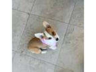 Pembroke Welsh Corgi Puppy for sale in Lehigh Acres, FL, USA