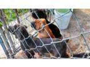 Cane Corso Puppy for sale in ASHLAND, VA, USA