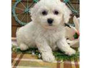 Bichon Frise Puppy for sale in Shipshewana, IN, USA