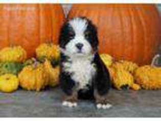 Bernese Mountain Dog Puppy for sale in Millersburg, IN, USA
