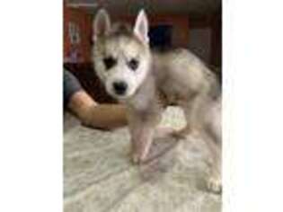 Siberian Husky Puppy for sale in Homestead, FL, USA