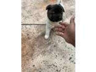 Akita Puppy for sale in Albany, GA, USA