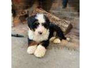 Bernese Mountain Dog Puppy for sale in Narvon, PA, USA