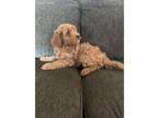 Goldendoodle Puppy for sale in Ankeny, IA, USA