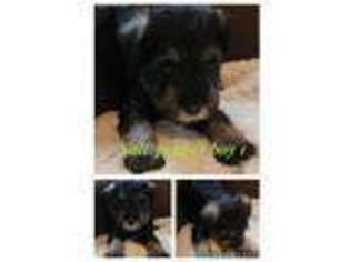 Mutt Puppy for sale in New London, IA, USA