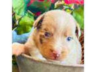 Australian Shepherd Puppy for sale in Augusta, GA, USA