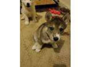 Siberian Husky Puppy for sale in Columbia, TN, USA