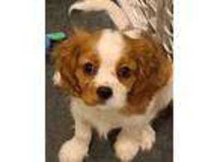 Cavalier King Charles Spaniel Puppy for sale in Moorhead, MN, USA