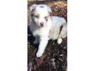 Australian Shepherd Puppy for sale in Austell, GA, USA
