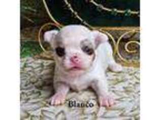 Chihuahua Puppy for sale in Hohenwald, TN, USA