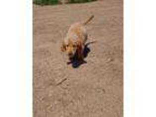 Golden Retriever Puppy for sale in Edgewood, NM, USA