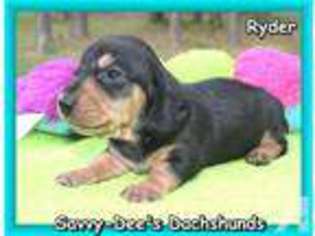 Dachshund Puppy for sale in AUGUSTA, AR, USA