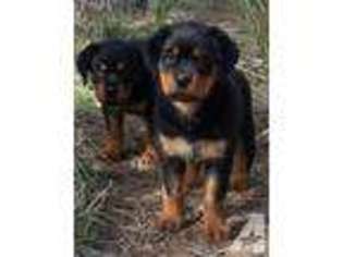 Rottweiler Puppy for sale in BEATTY, OR, USA