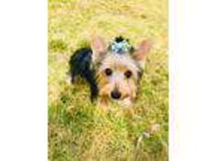 Yorkshire Terrier Puppy for sale in Derry, PA, USA