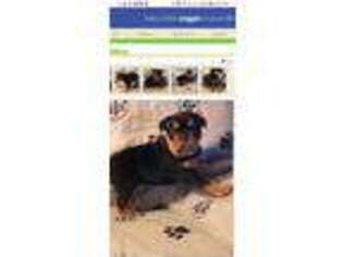 Olde English Bulldogge Puppy for sale in Greensboro, MD, USA