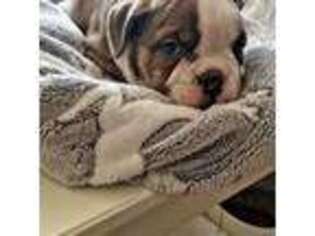 Bulldog Puppy for sale in Bath, SD, USA