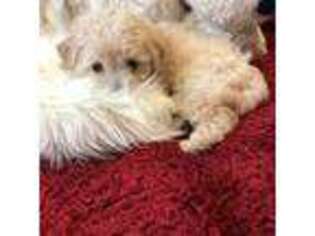 Mutt Puppy for sale in Elkin, NC, USA