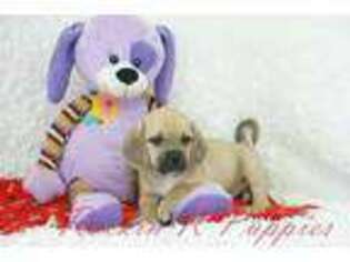 Puggle Puppy for sale in Pottersville, MO, USA