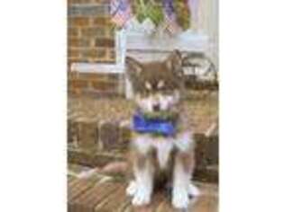 Mutt Puppy for sale in Signal Mountain, TN, USA