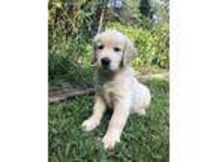 Golden Retriever Puppy for sale in Whitehall, PA, USA