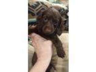 Dachshund Puppy for sale in Sacramento, CA, USA