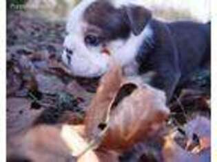 Bulldog Puppy for sale in Fordland, MO, USA