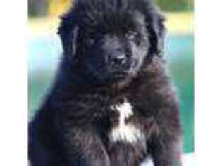 Newfoundland Puppy for sale in Fredericksburg, PA, USA